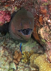 IMG_1449rf_Maldives_Madoogali_House reef_Murene javanaise_Gymnothorax javanicus